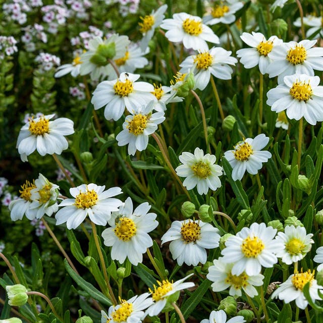 Blackfoot Daisy (Melampodium)