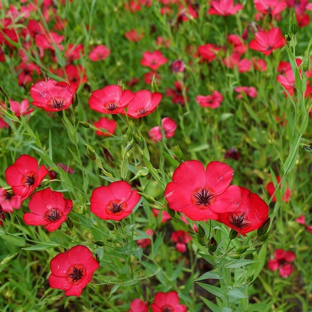 Scarlet Flax Seeds (Linum)