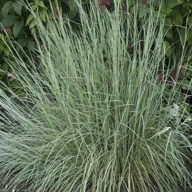 Prairie Blues Little Bluestem Grass