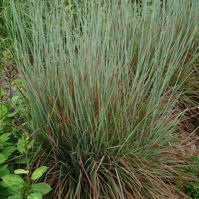 Standing Ovation Little Bluestem Grass