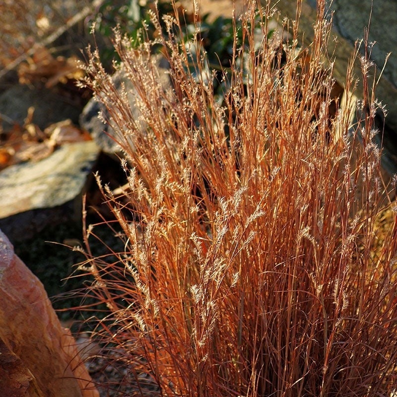 Blaze Little Bluestem Grass (Schizachyrium scoparium 'Blaze')