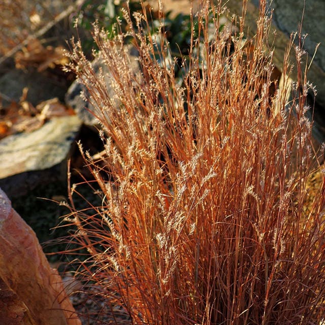 Blaze Little Bluestem Grass