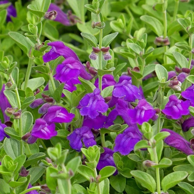 Dark Violet Skullcap (Scutellaria)