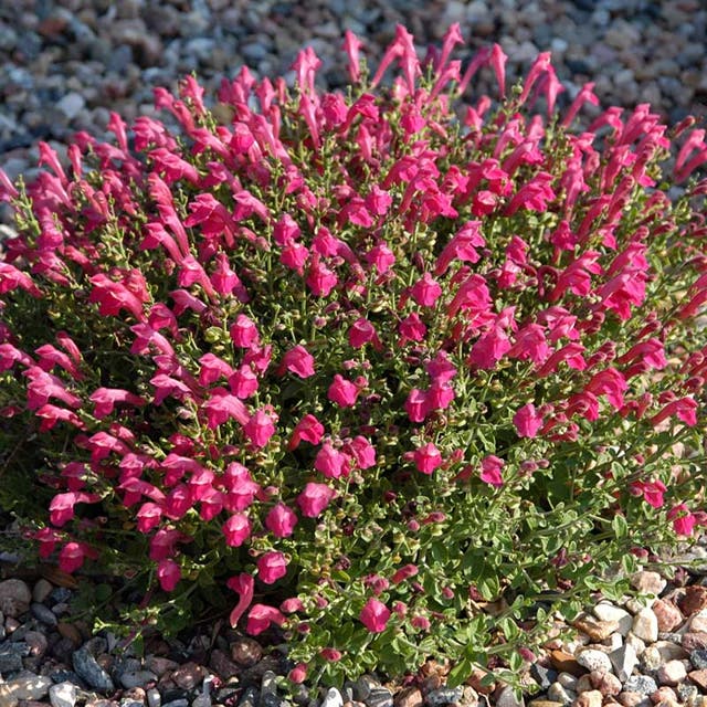 Cherry Skullcap (Scutellaria)