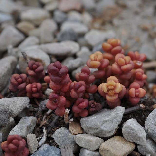 Old Man's Bones Sedum