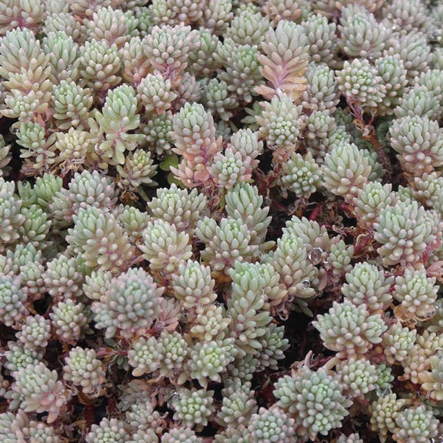 Purple Form Creeping Sedum