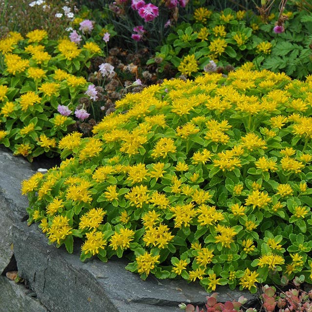 Orange Stonecrop