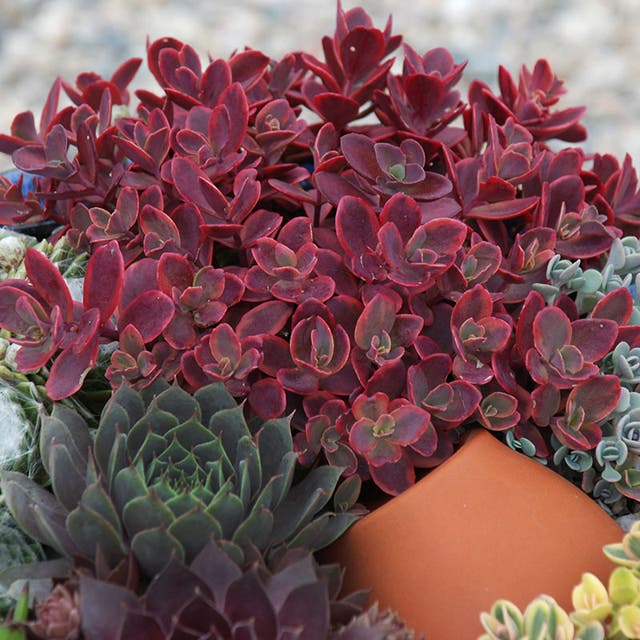 SunSparkler® Wildfire Sedum