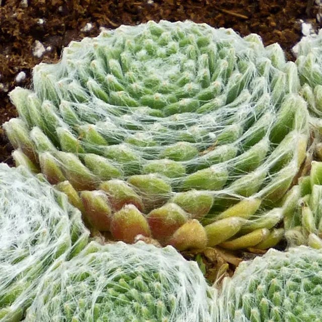 Cobweb Hens and Chicks