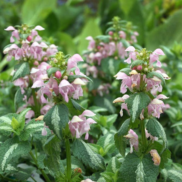 Shell Pink Improved Lamium