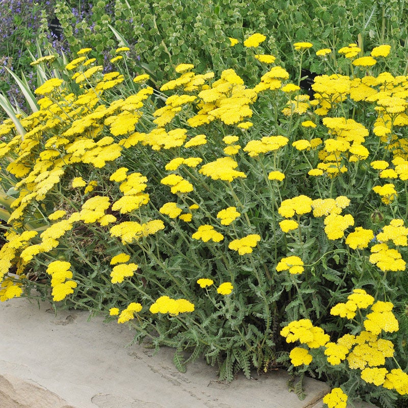 Moonshine Yarrow (Achillea x 'Moonshine')