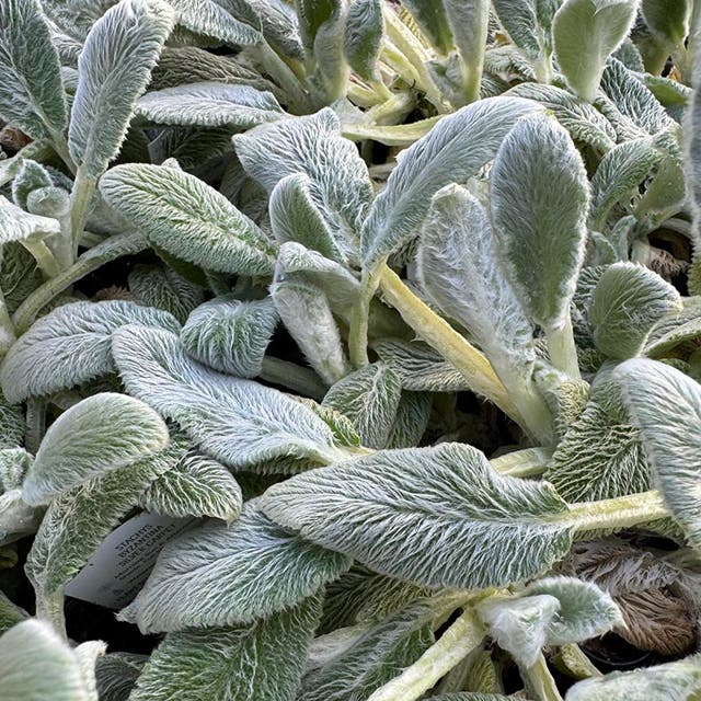 Silver Carpet Lamb's Ear