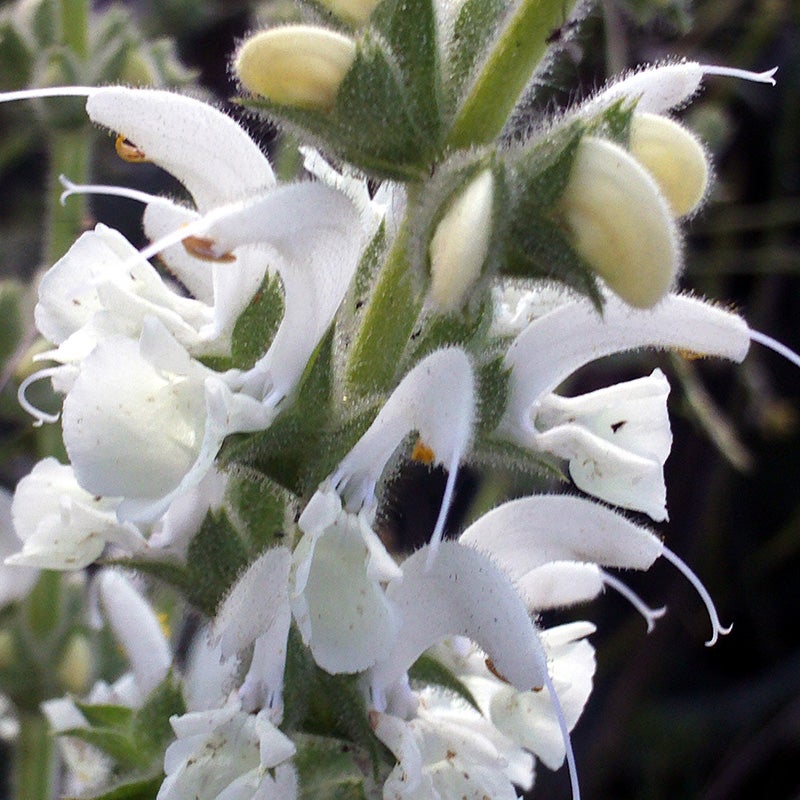 Silver Salvia (Salvia argentea)