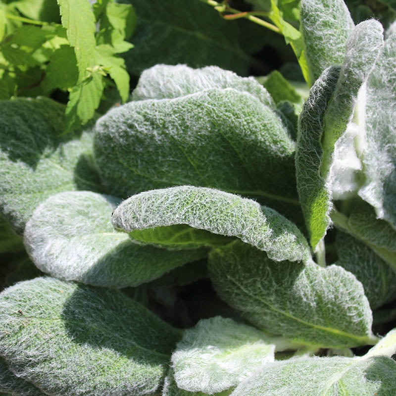 Silver Salvia (Salvia argentea)
