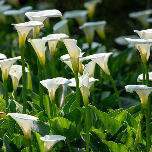 Snowboard Calla Lily