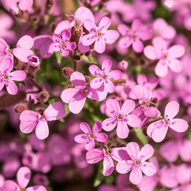 Saponaria ocymoides