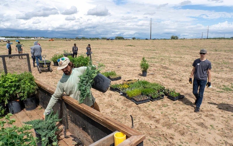 western gardeners planting perennials