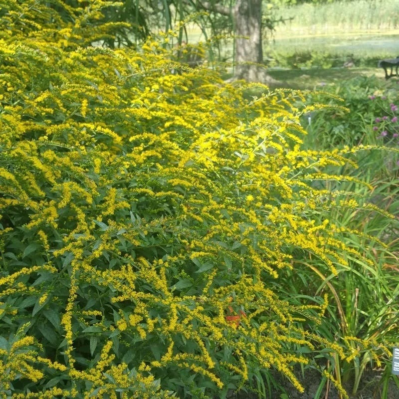 Fireworks Goldenrod (Solidago rugosa 'Fireworks')