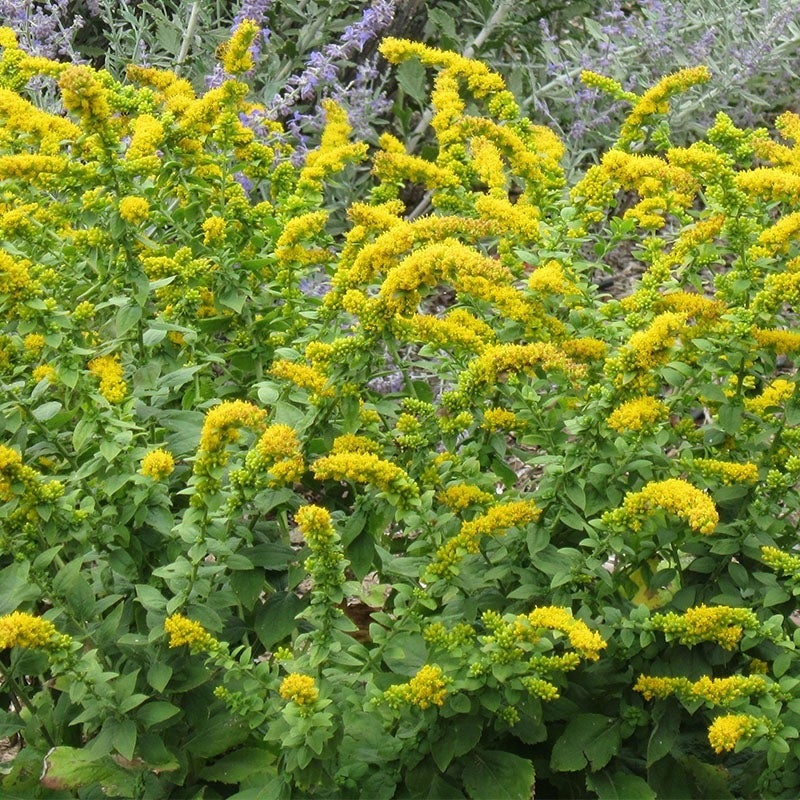 Golden Fleece Goldenrod (Solidago sphacelata 'Golden Fleece')