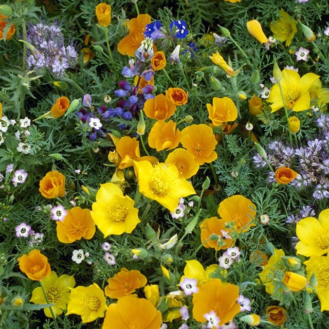 Southwest Wildflower Seed Mix