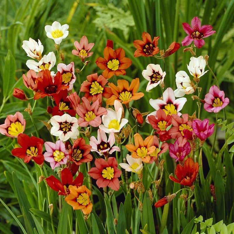 Harlequin Flower Bulb Mix, Sparaxis Tricolor Mix