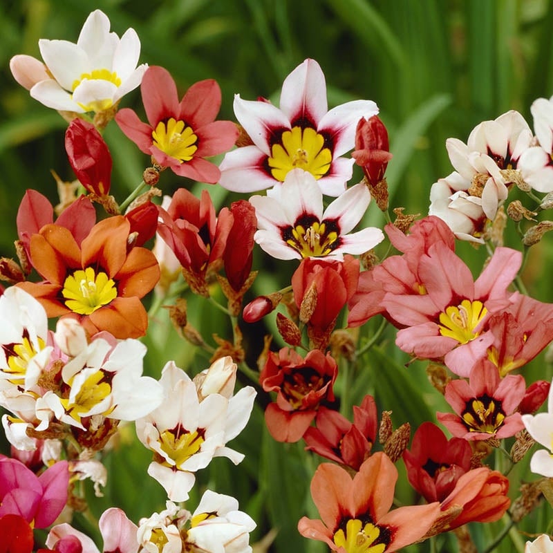 Harlequin Flower Bulb Mix, Sparaxis Tricolor Mix