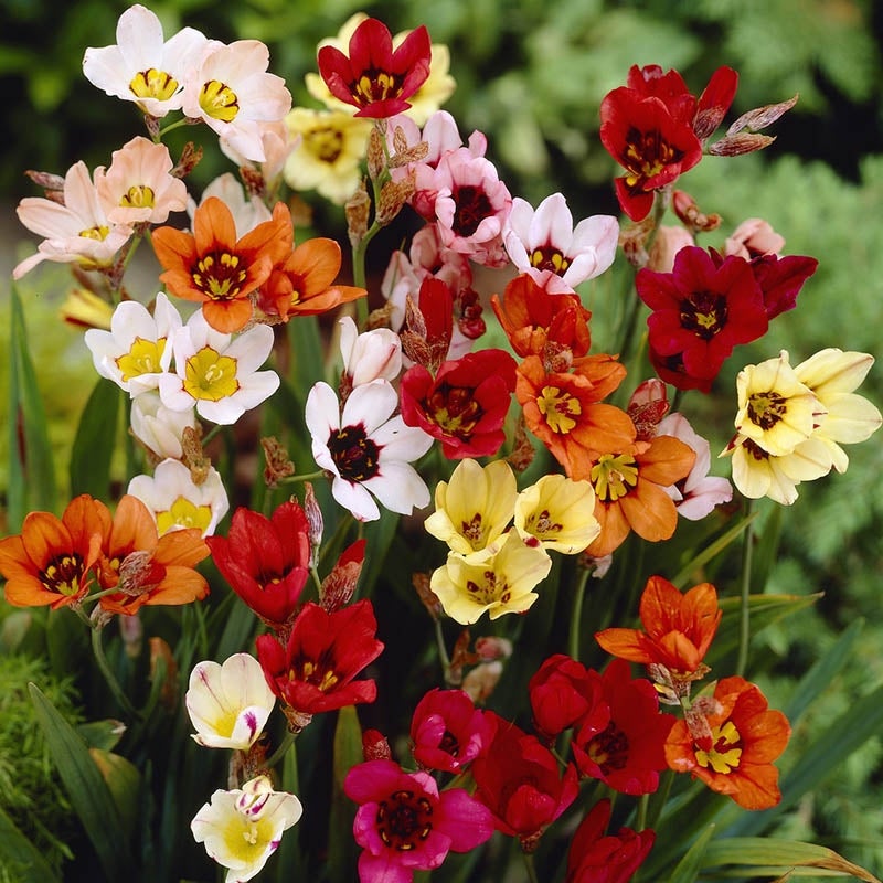 Harlequin Flower Bulb Mix, Sparaxis Tricolor Mix