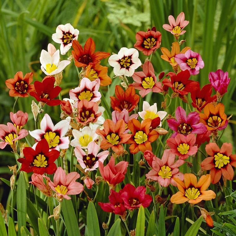 Harlequin Flower Bulbs Mix, Sparaxis Tricolor Mix