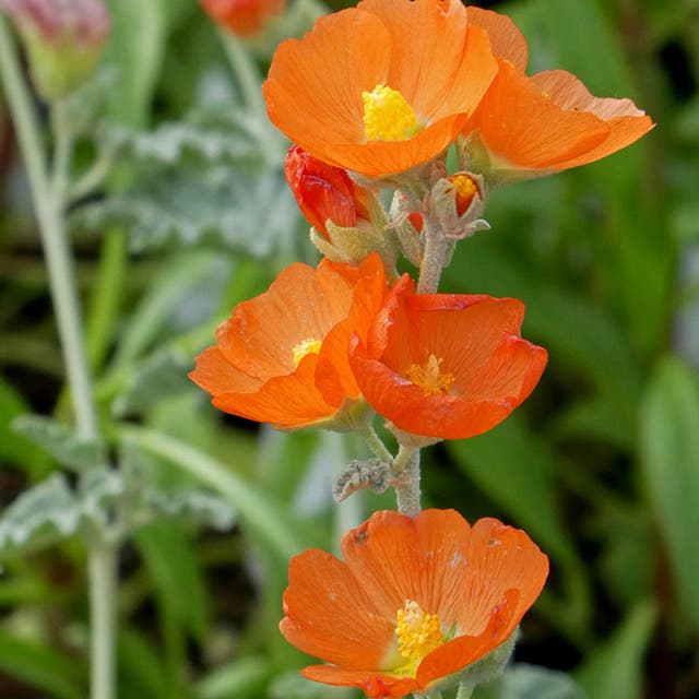 Munro's Globe Mallow (Sphaeralcea)