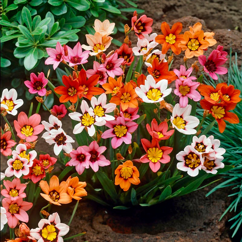 Harlequin Flower Mix (Sparaxis tricolor Mix)