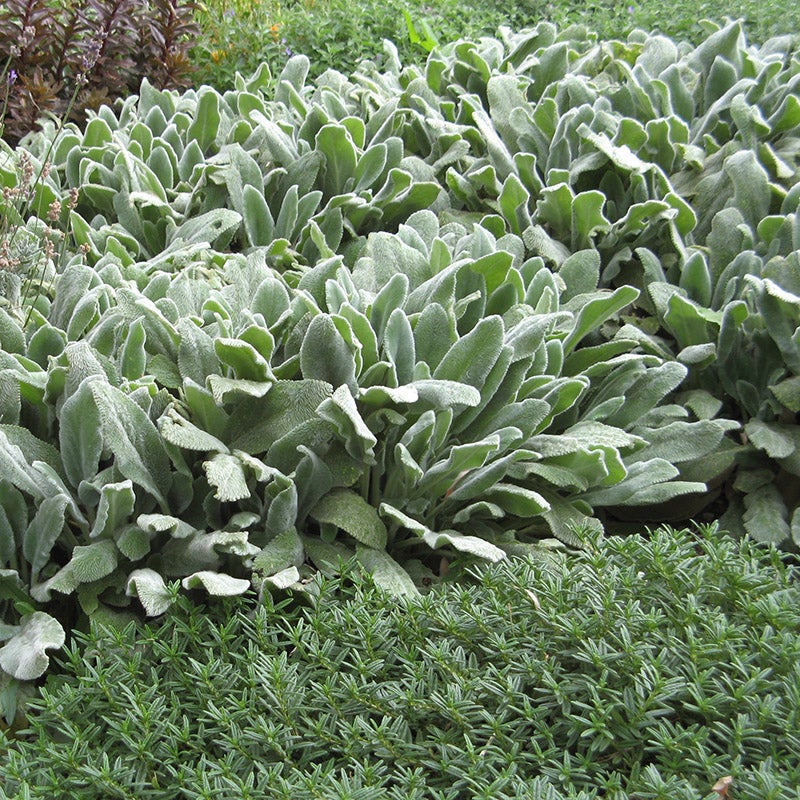 Silver Carpet Lamb's Ear (Stachys byzantina Silver Carpet)