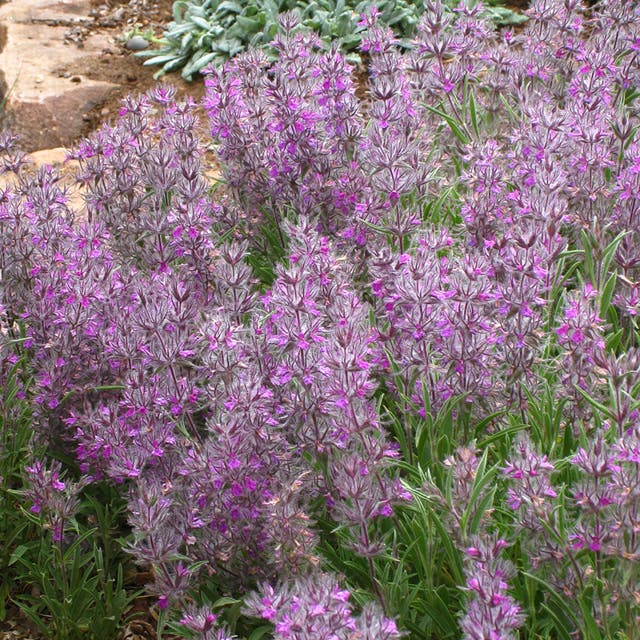 Pink Cotton Lamb's Ear