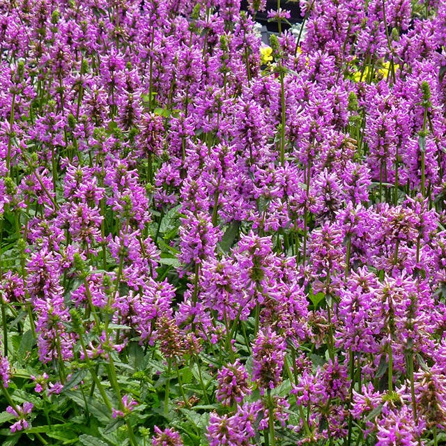 Dwarf Pink Lamb's Ear