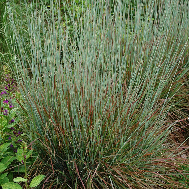 Standing Ovation Little Bluestem Grass (Schizachyrium scoparium 'Standing Ovation' PP25,202)