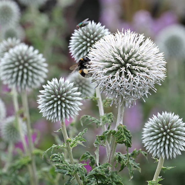 Star Frost Echinops