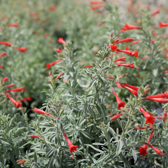 Stardust Hummingbird Trumpet (Zauschneria)