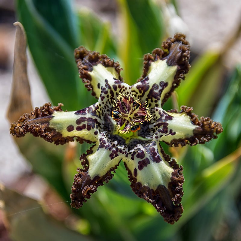 Starfish Iris, Ferraria crispa