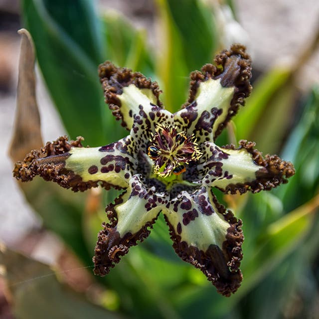 Starfish Iris (Ferraria)