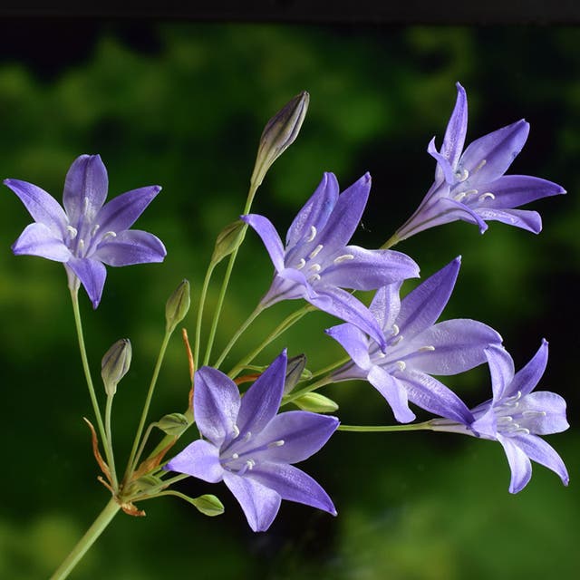 Starflower Mix (Triteleia)