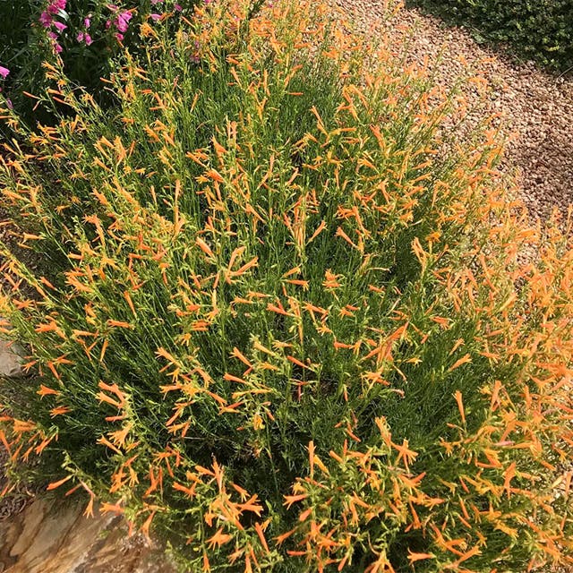 SteppeSuns® Sunset Glow Penstemon