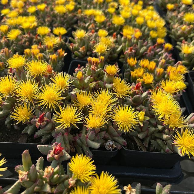 Hantamberg Night Blooming Ice Plant (Stomatium)