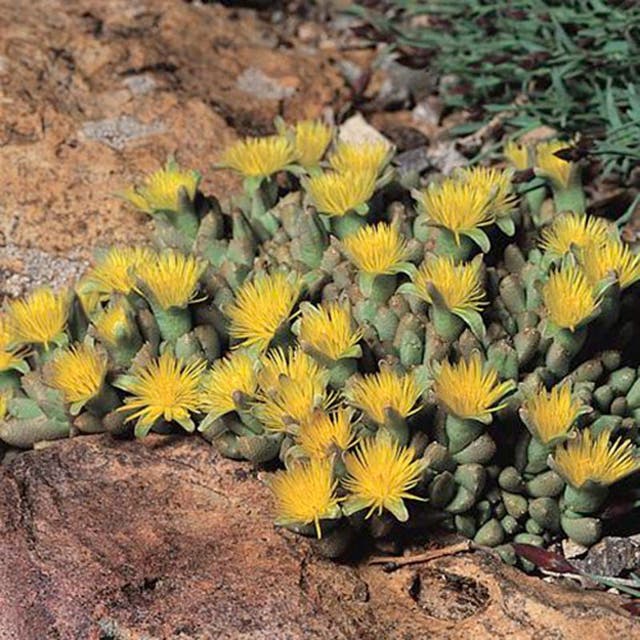 Night-Blooming Ice Plant (Stomatium)