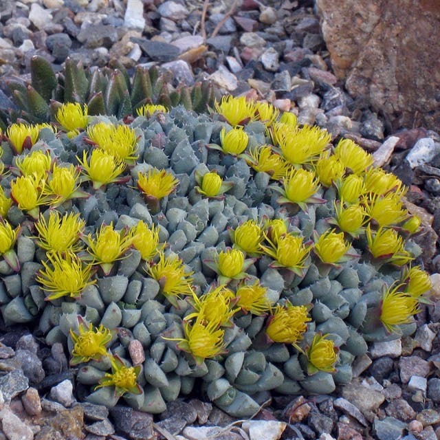 Sutherland Night Blooming Ice Plant (Stomatium)