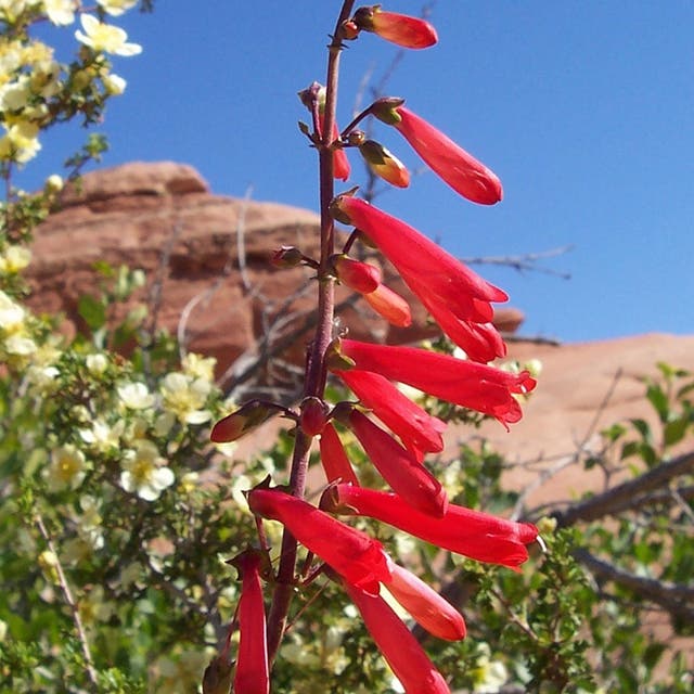 Standout Summer Fire Penstemon