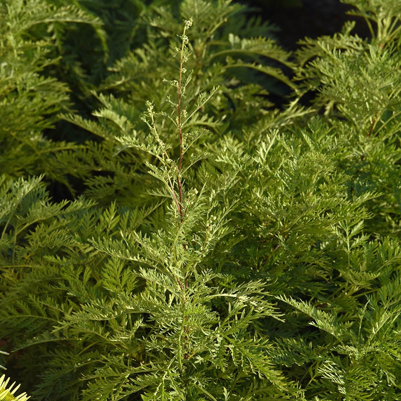 SunFern™ Arcadia Artemisia (Artemisia gmelinii 'Balfernarc' PP33774)
