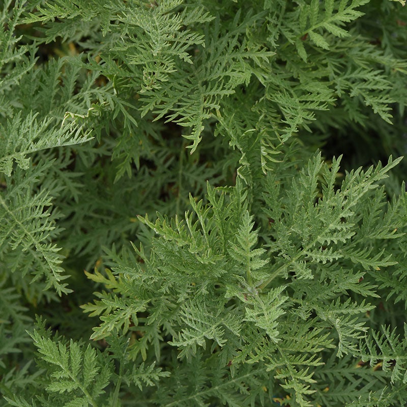 SunFern™ Arcadia Artemisia (Artemisia gmelinii 'Balfernarc' PP33774)