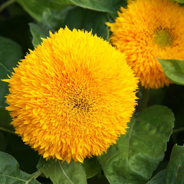 Dwarf Double Sunflower Seeds (Helianthus)