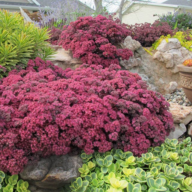 SunSparkler® Dazzleberry Sedum