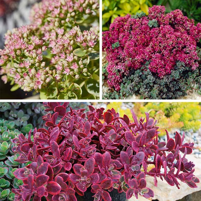 SunSparkler® Sedum Collection