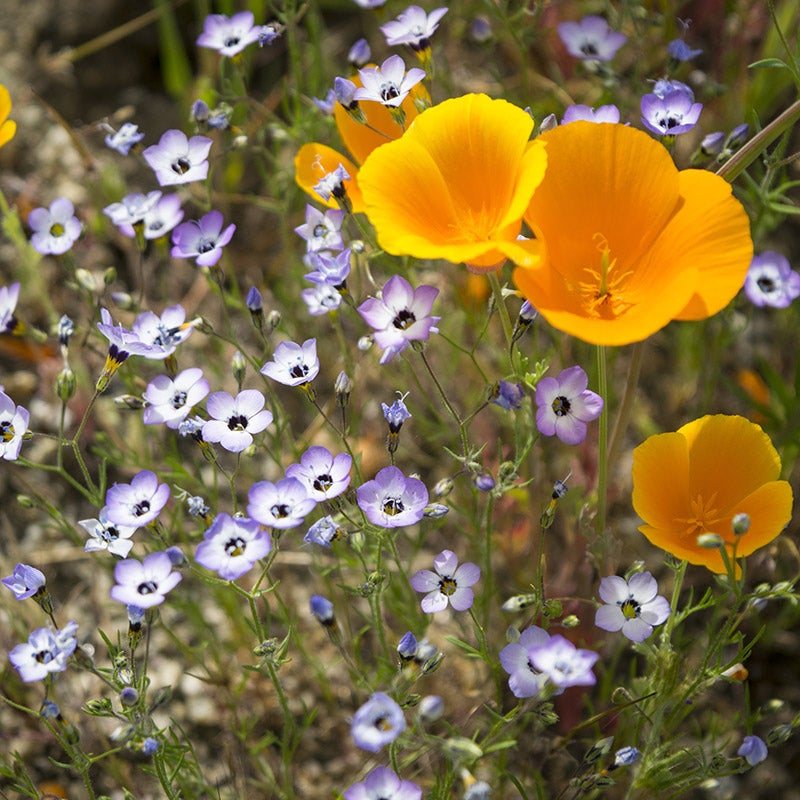 Native Southwest Wildflower Seed Mix